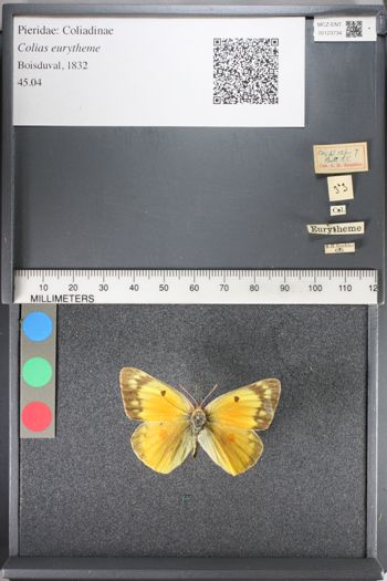 Media type: image;   Entomology 123734
